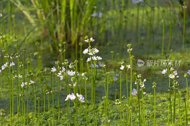 水紫罗兰(hotonia palustris)